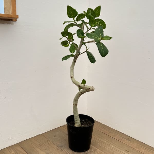 観葉植物 フィカス ベンガレンシス(曲げ仕立て...の詳細画像1