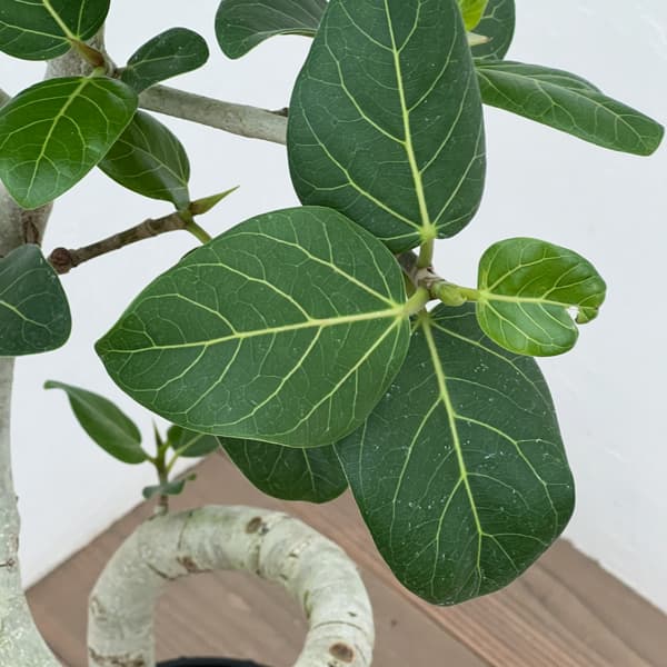 観葉植物 フィカス ベンガレンシス(曲げ仕立て...の詳細画像2