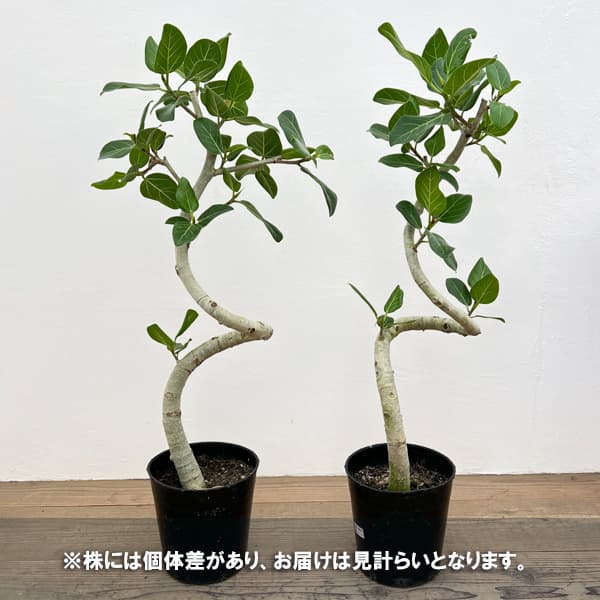 観葉植物 フィカス ベンガレンシス(曲げ仕立て...の詳細画像3