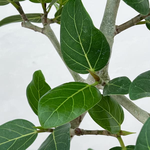 観葉植物 フィカス ベンガレンシス(曲げ仕立て...の詳細画像5