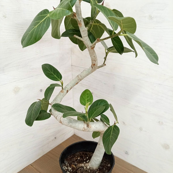 観葉植物 フィカス ベンガレンシス（曲げ仕立て） 7号鉢植え : 園芸