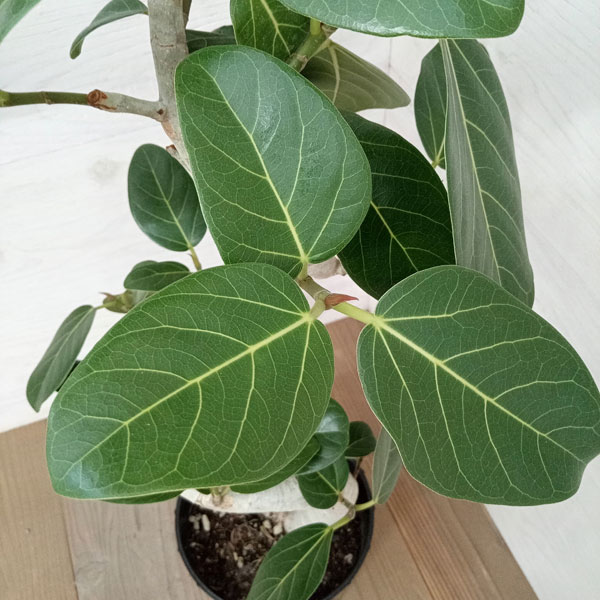 観葉植物 フィカス ベンガレンシス（曲げ仕立て） 7号鉢植え* : 園芸