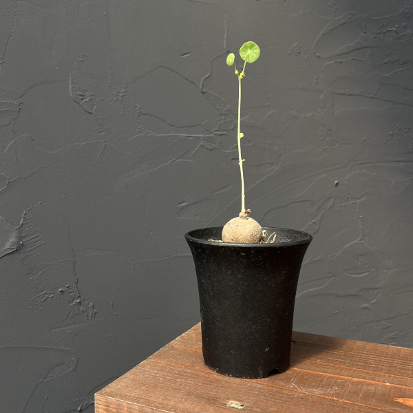 観葉植物 ステファニア エレクタ 3号鉢植えの詳細画像4