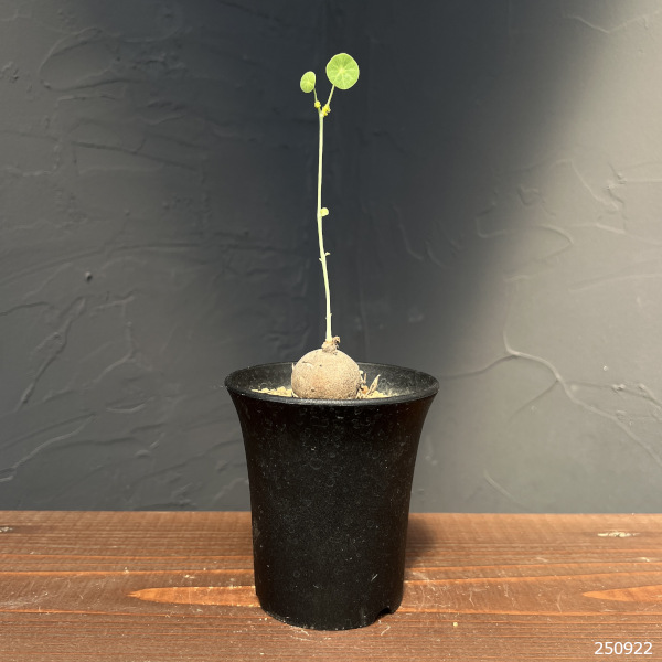 観葉植物 ステファニア エレクタ 3号鉢植えの詳細画像1