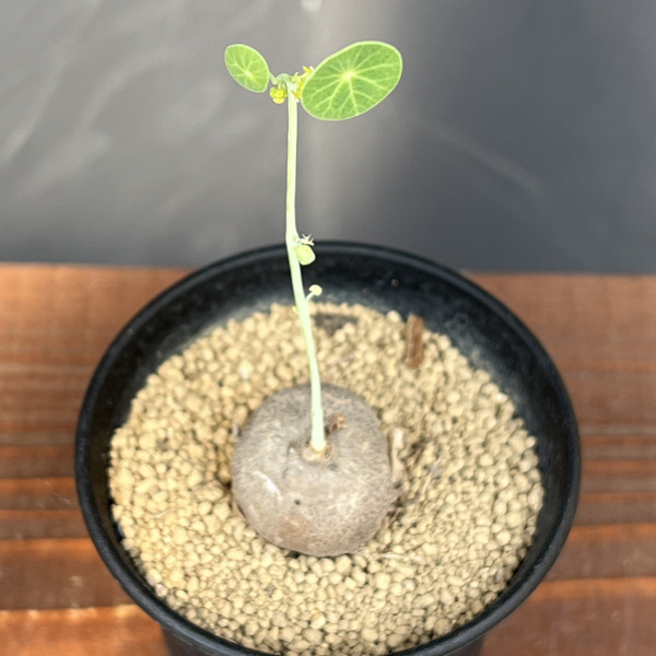 観葉植物 ステファニア エレクタ 3号鉢植えの詳細画像2