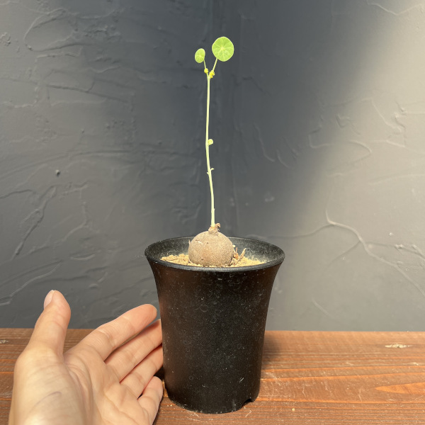 観葉植物 ステファニア エレクタ 3号鉢植えの詳細画像3