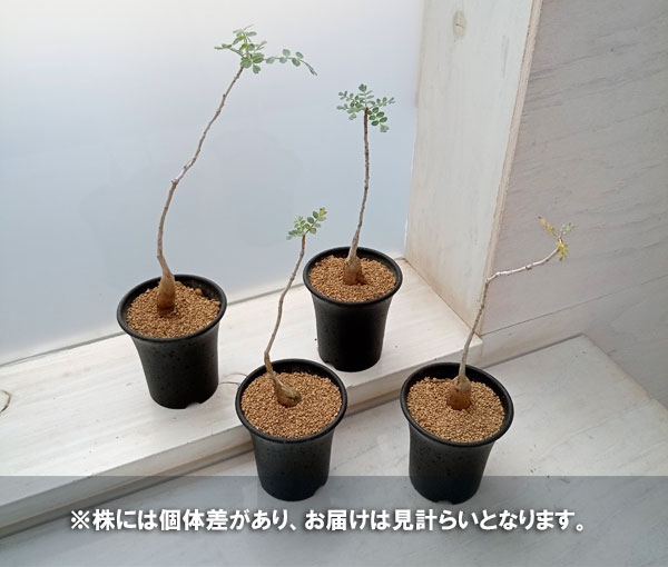 観葉植物/パキコルムス：ディスカラー（象の木） 2.5号鉢 : 222806