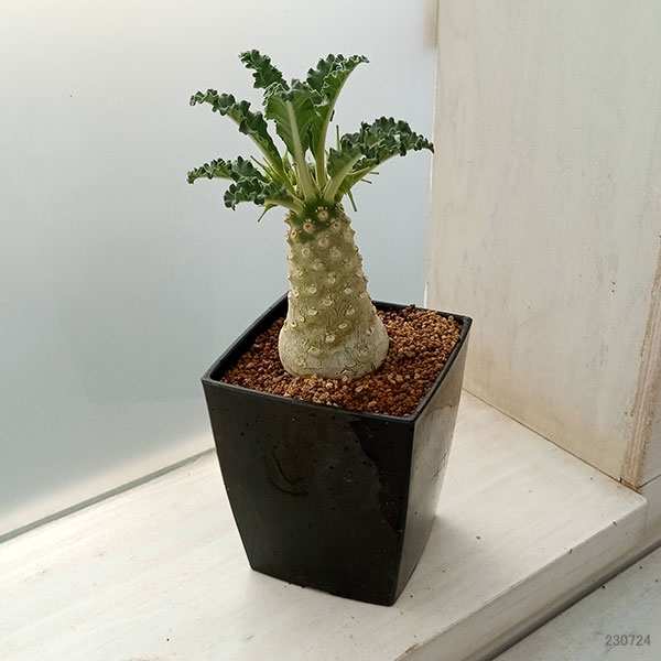 hyamakyu ドルステニア ラブラニー 超大型株 鉢植え 観葉植物 ドルステニア ラブラニー 7cm角鉢 : 園芸ネット - 通販