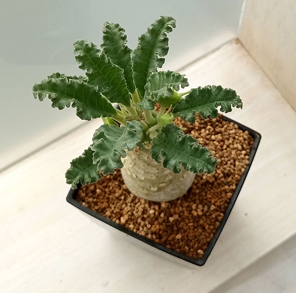 観葉植物 ドルステニア ラブラニー 7cm角鉢 : 園芸ネット - 通販