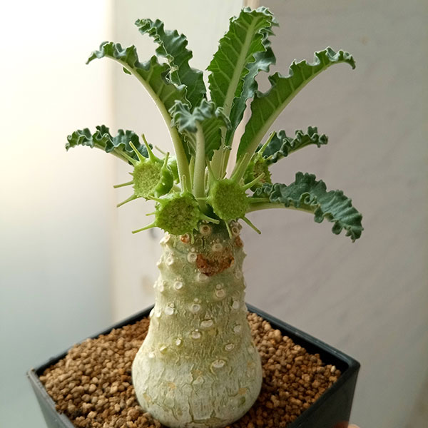 観葉植物 ドルステニア ラブラニー 7cm角鉢 : 園芸ネット - 通販