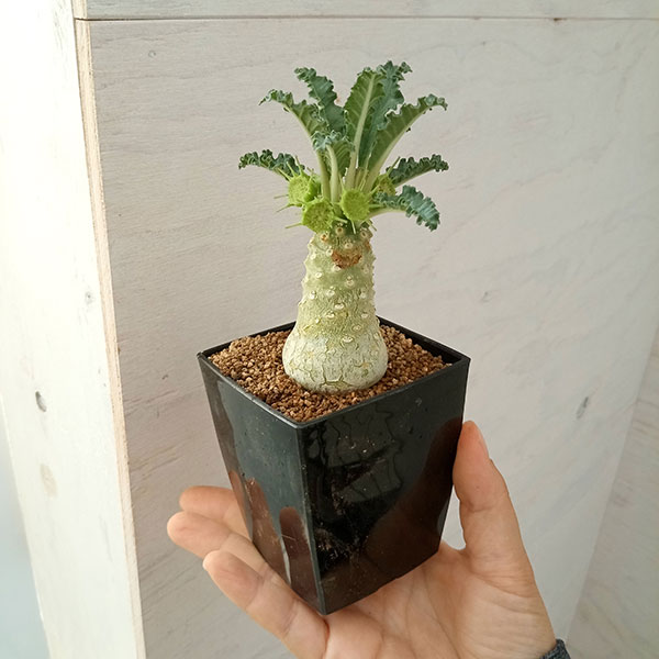 観葉植物 ドルステニア ラブラニー 7cm角鉢 : 園芸ネット - 通販