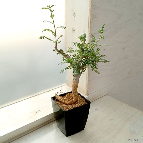 ボスウェリア ネグレクタ 大株 ９号鉢 観葉植物 棚卸セール ボスウェリア ネグレクタ 8.5cm角鉢23-02 : 園芸