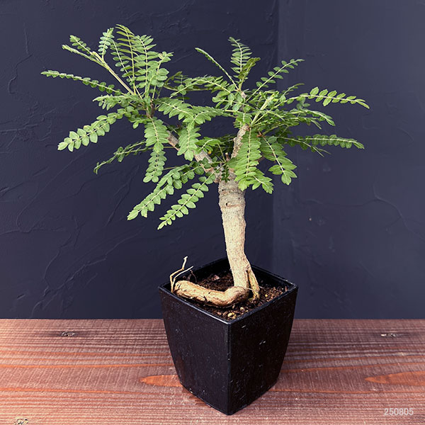 観葉植物 ボスウェリア ネグレクタ 8.5cm角鉢23-02 : 園芸ネット