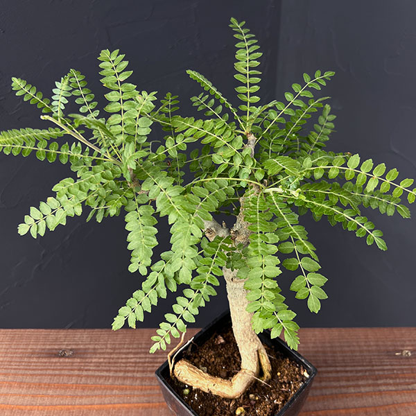 観葉植物 棚卸セール ボスウェリア ネグレクタ 8.5cm角鉢23-02 : 園芸
