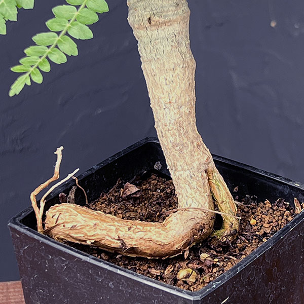 観葉植物 棚卸セール ボスウェリア ネグレクタ 8.5cm角鉢23-02 : 園芸