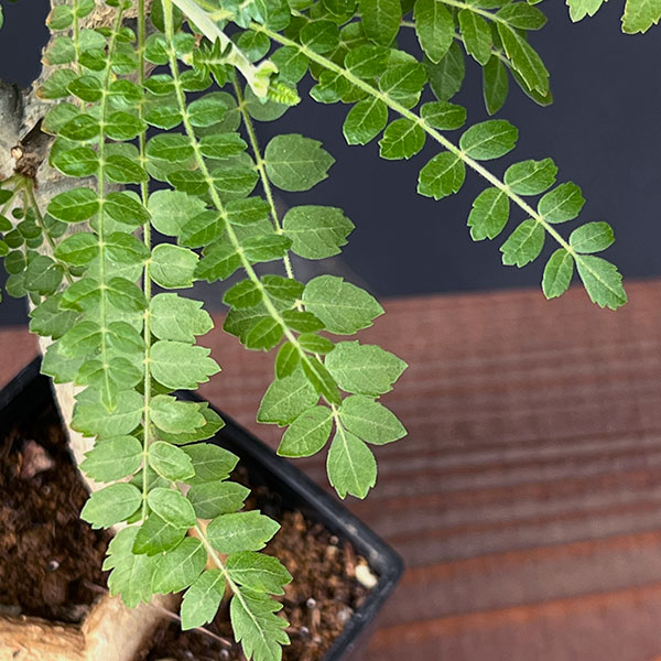 観葉植物 ボスウェリア ネグレクタ 8.5cm角鉢23-02 : 園芸ネット