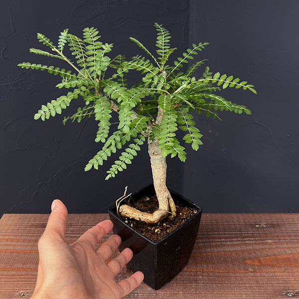 観葉植物 棚卸セール ボスウェリア ネグレクタ 8.5cm角鉢23-02 : 園芸