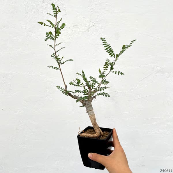 観葉植物 棚卸セール ボスウェリア ネグレクタ 8.5cm角鉢23-02 : 園芸