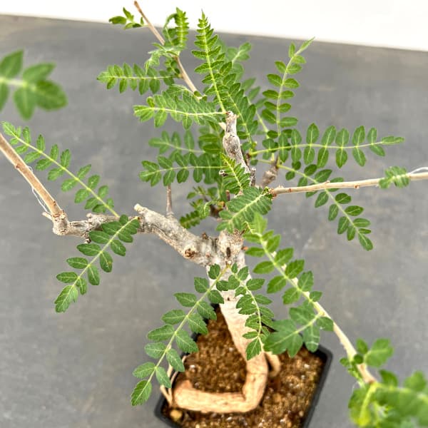 観葉植物 棚卸セール ボスウェリア ネグレクタ 8.5cm角鉢23-02 : 園芸