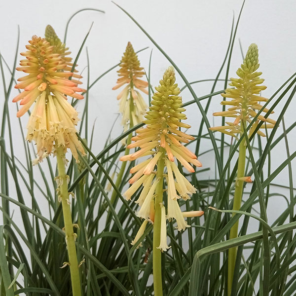 1値段は３ページ目から記載中トリトマ 苗 トーチリリー掘り起こし苗 確認用 1値段は3ページ目から記載中トリトマ 苗 トーチリリー掘り起こし苗 確認用