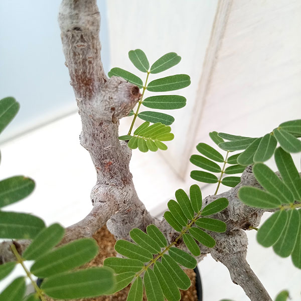 観葉植物 棚卸セール センナ メリディオナリス 3号鉢植え23-06 : 園芸