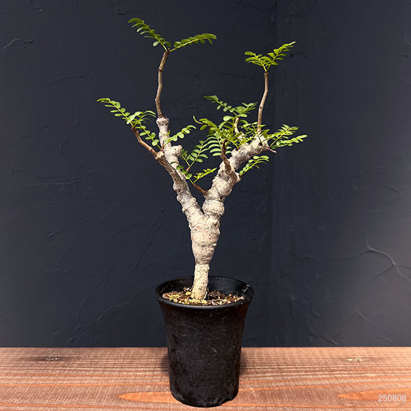 3号鉢のおすすめ人気商品一覧 通販 - Yahoo!ショッピング