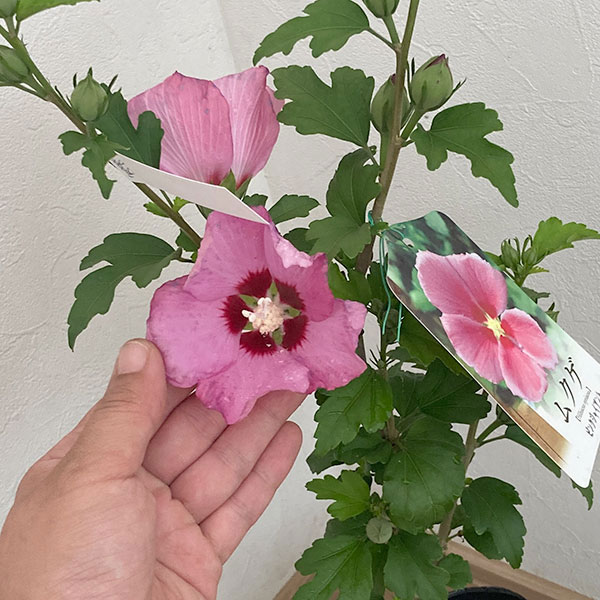 大輪 ハイビスカス苗のおすすめ人気商品一覧 通販 - Yahoo!ショッピング