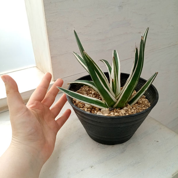 アガベ 斑入り（観葉植物）の商品一覧 | 花、ガーデニング 通販