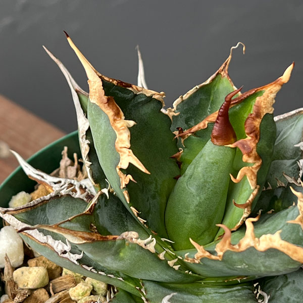 アガベ 植物（観葉植物） | 花、ガーデニング のおすすめ人気商品一覧