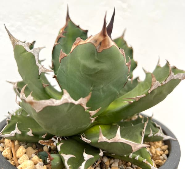 観葉植物 アガベ チタノタ 姫巌竜 5号鉢植え23-01 : 園芸ネット - 通販