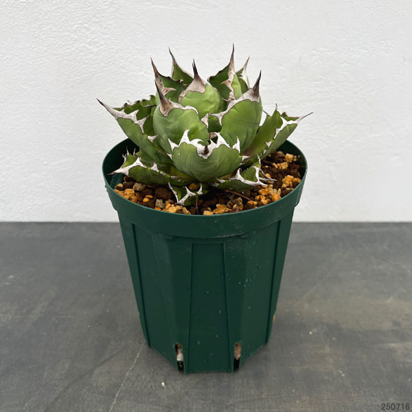 アガベチタノタのおすすめ人気商品一覧 通販 - Yahoo!ショッピング