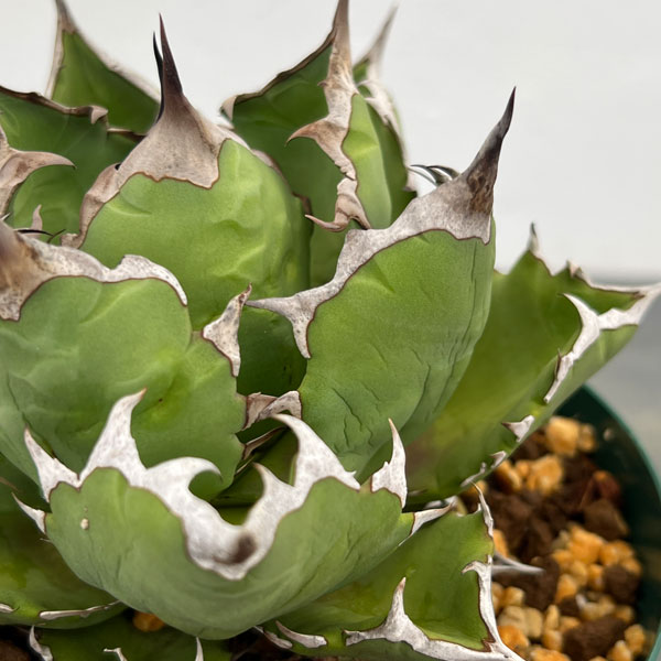 観葉植物 アガベ チタノタ 姫巌竜 5号鉢植え...の詳細画像4