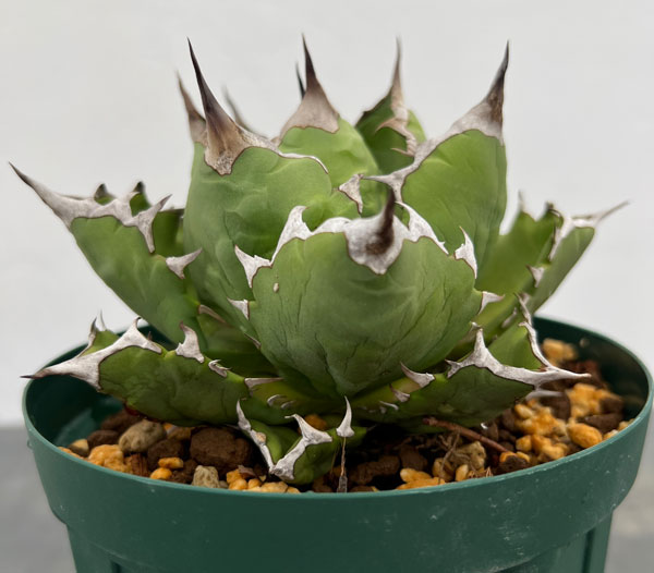 観葉植物 アガベ チタノタ 姫巌竜 5号鉢植え...の詳細画像3