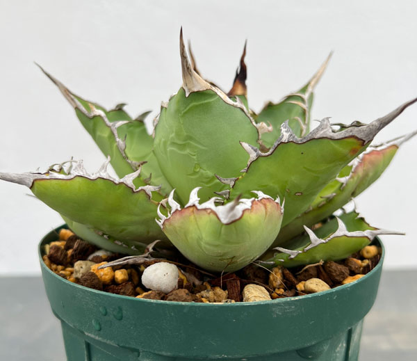 アガベ チタノタのおすすめ人気商品一覧 通販 - Yahoo!ショッピング