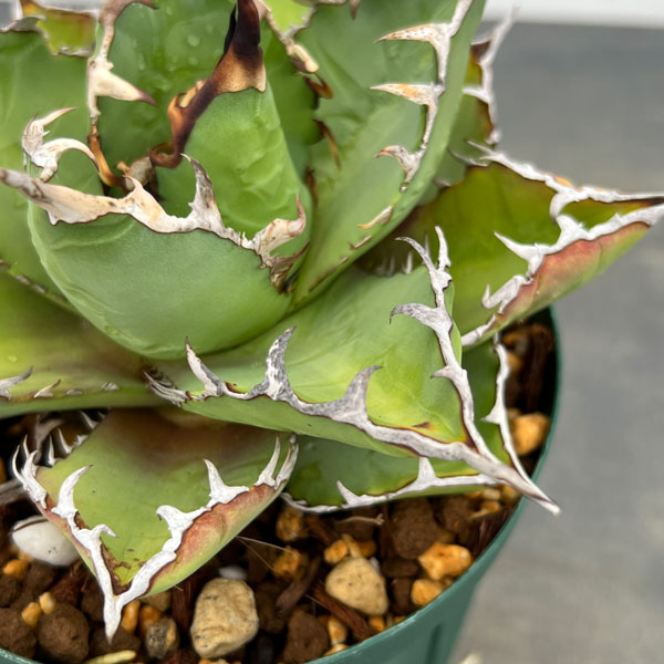 アガベ 植物（観葉植物） | 花、ガーデニング のおすすめ人気商品一覧