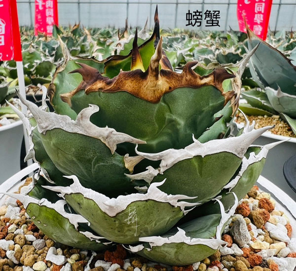 アイアン　ボタニカルポットベース　花台　アガベ　チタノタ　塊根植物 アイアン ボタニカルポットベース 花台 アガベ チタノタ 塊根植物