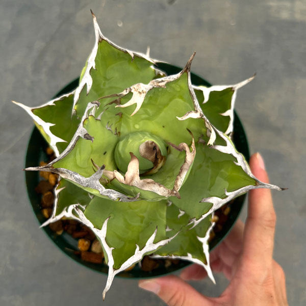 ハイブリッド GT甲蟹 活着 グッド鉢発送