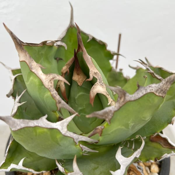 観葉植物/アガベ：チタノタ クラブ（＆#34691;蟹） 5号鉢植え23