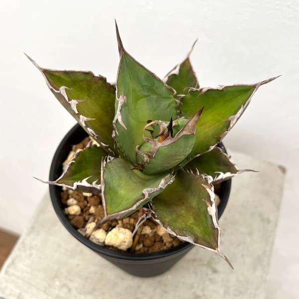 アガベ チタノタのおすすめ人気商品一覧 通販 - Yahoo!ショッピング