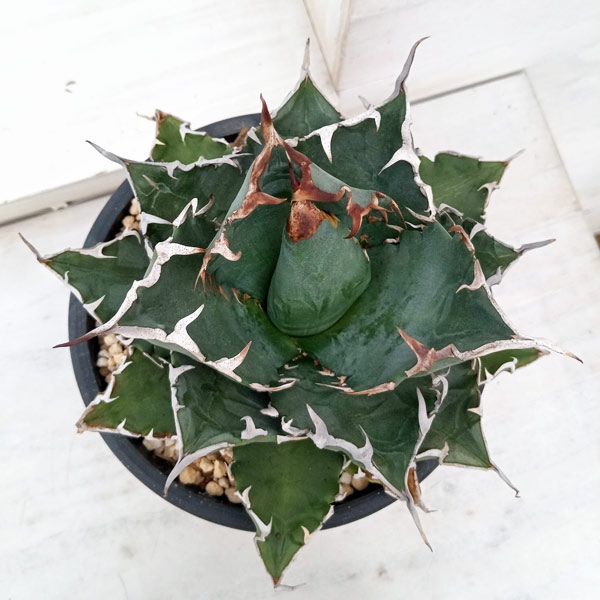 アガベ チタノタのおすすめ人気商品一覧 通販 - Yahoo!ショッピング