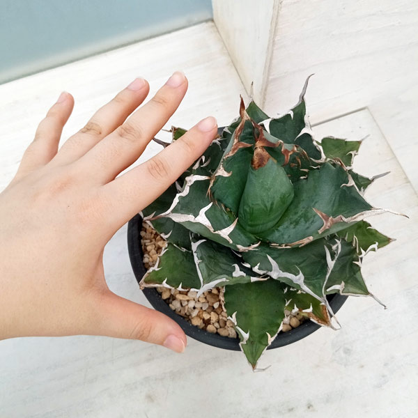 観葉植物 アガベ チタノタ ソーラーエクリプス（紅葉No.1） 5号23-01