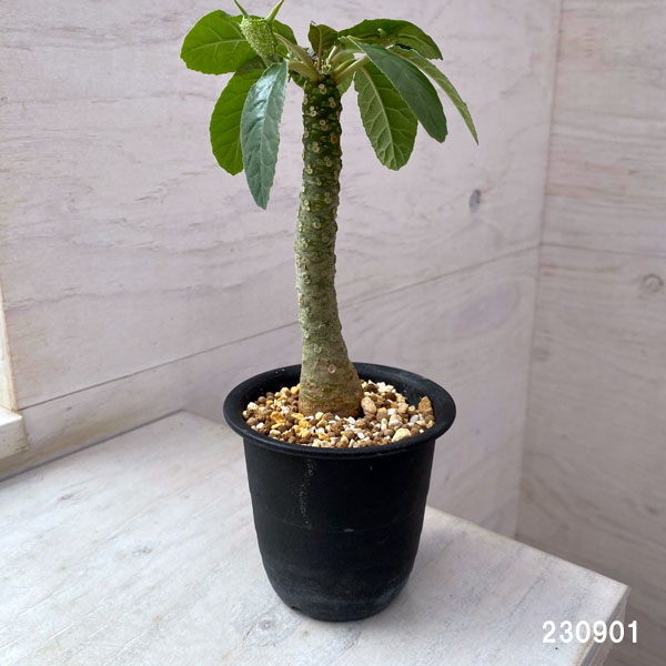 観葉植物/ドルステニア：フォエチダ 2.5号鉢植え