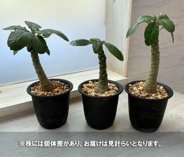 観葉植物 ドルステニア フォエチダ 2.5号鉢植え : 園芸ネット - 通販