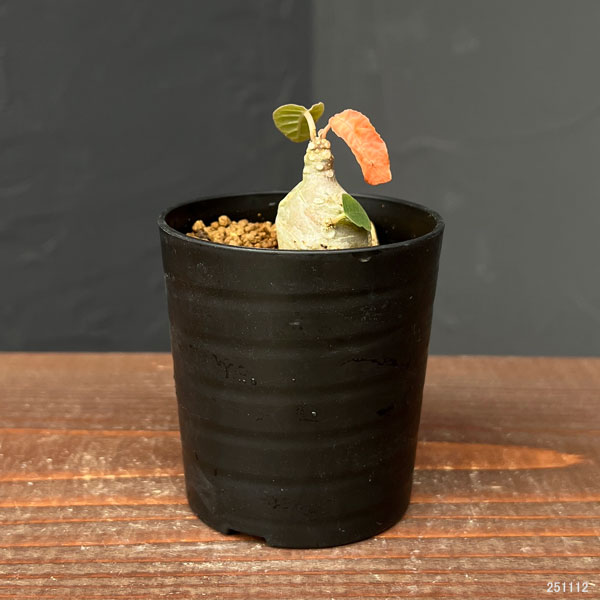 観葉植物 ドルステニア フォエチダ 2.5号鉢植え : 園芸ネット - 通販