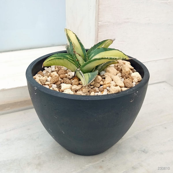 観葉植物 アガベ チタノタ No.1 白中斑(...の詳細画像4