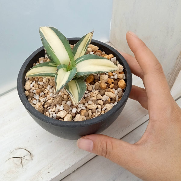 観葉植物 アガベ チタノタ No.1 白中斑(...の詳細画像3