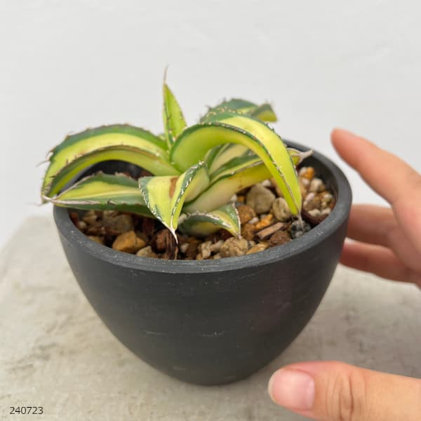 観葉植物 アガベ チタノタ No.1 白中斑（発根済） 3.5号23-04 送料無料