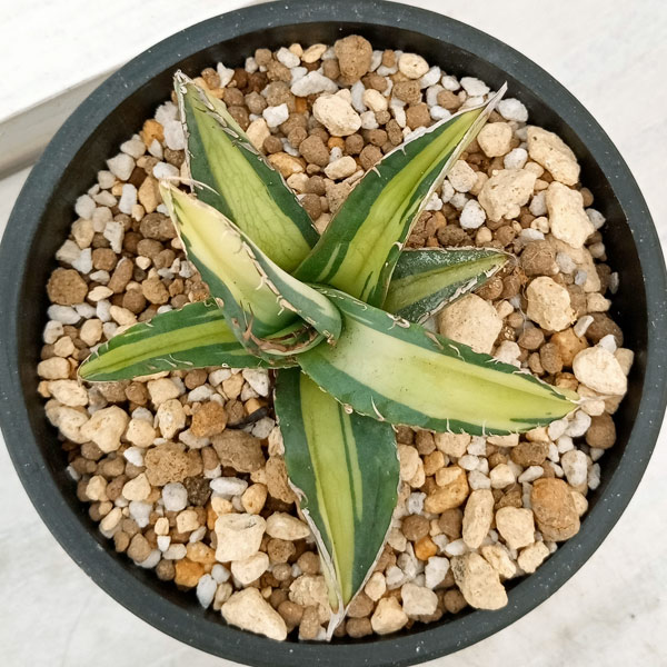 観葉植物 アガベ チタノタ No.1 白中斑(...の詳細画像5