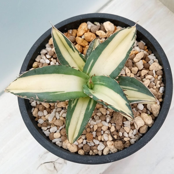 観葉植物 アガベ チタノタ No.1 白中斑(...の詳細画像2