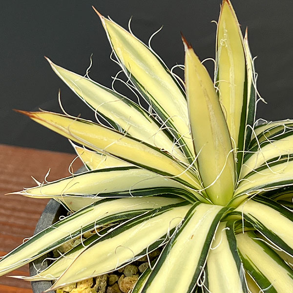 観葉植物 アガベ 白糸の王妃乱雪 黄中斑 3.5号鉢植え23-01 : 園芸